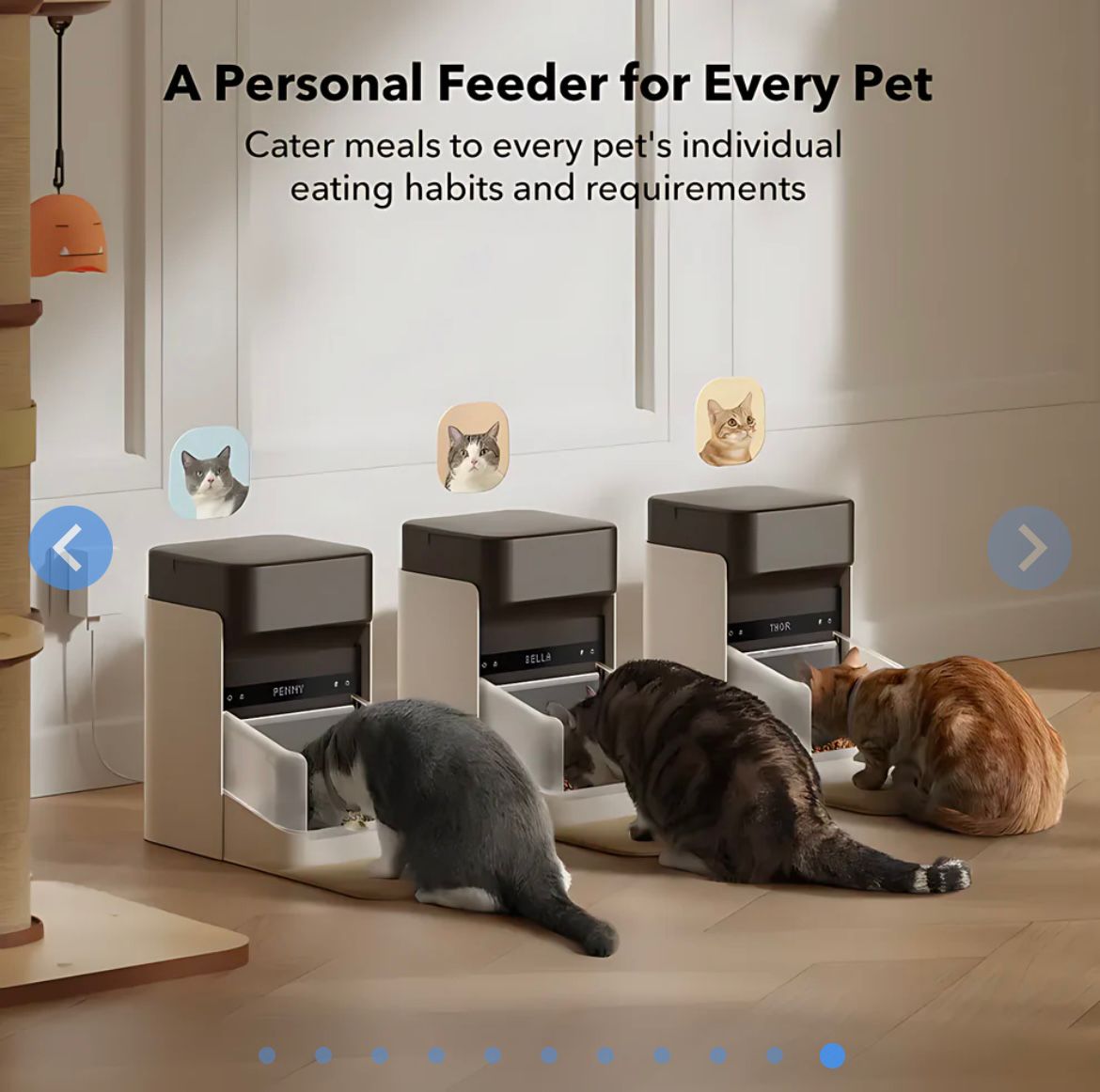 Cat Auto Feeder